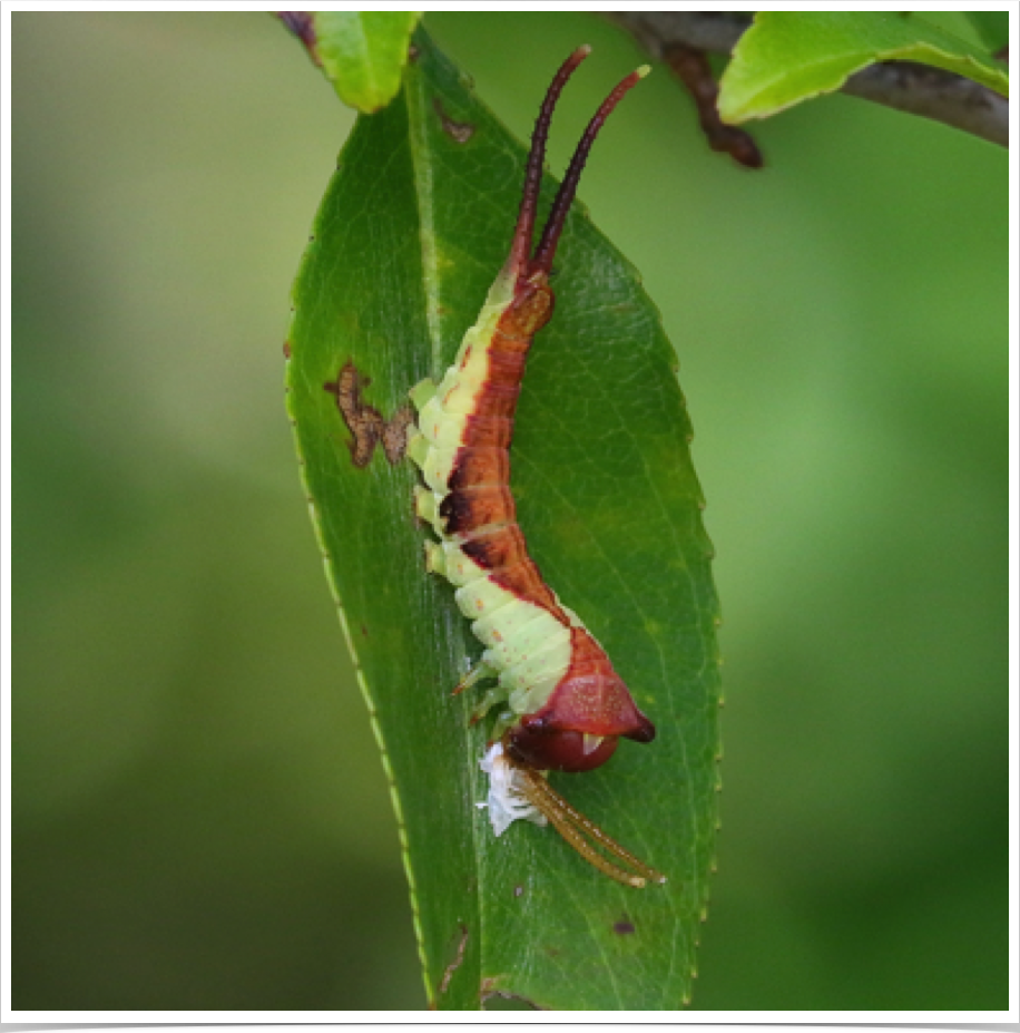 White Furcula on Cherry
Furcula borealis
Bibb County, Alabama